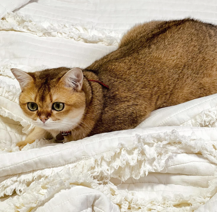 Soft Quilted Throw Blanket 🖤 Vintage Stone-Wash Microfiber with Ruffled Edges – Cozy Lightweight Bed, Sofa & Couch Blanket, Perfect Gift for Home & Holidays